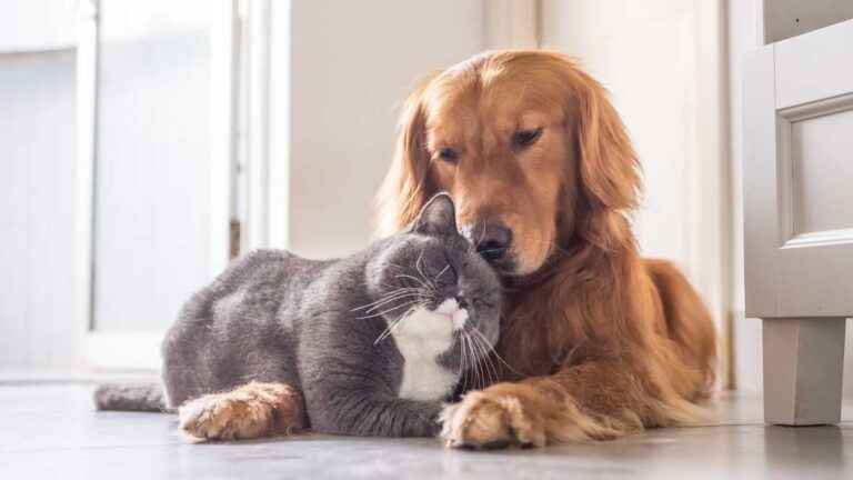 Alimentos Proibidos para Cachorros e Gatos