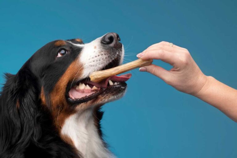 Quais tipos de petiscos são seguros para o meu cão? Guia para escolher o melhor Quais tipos de petiscos são seguros para o meu cão? Guia para escolher o melhor